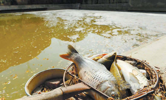 鱼塘中的鱼儿被水质污染致死